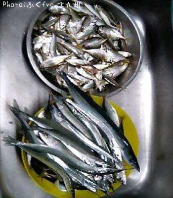 ����ޡ���