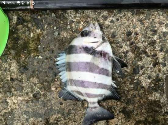 ����ѥ���