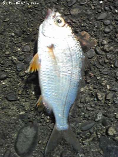 ���åѤȥ���