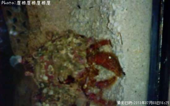 �����������ɥ���ʾС�