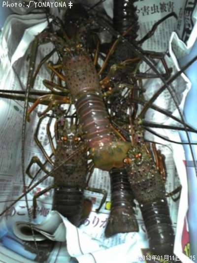 ������Ϸ