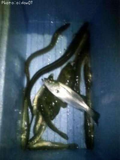 �����������쥤�����ʥ����ϥ�