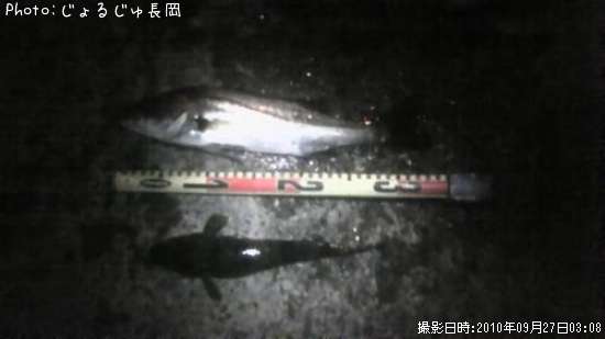 ���������ޥ���