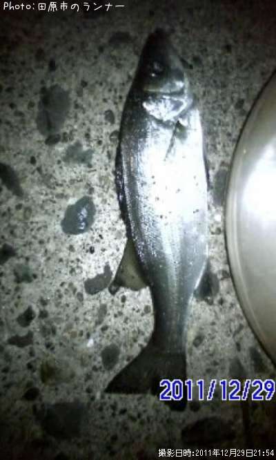 ����������Х�