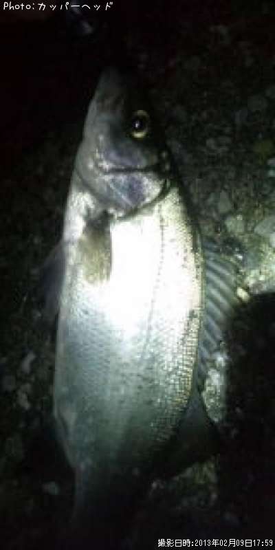 �������å�