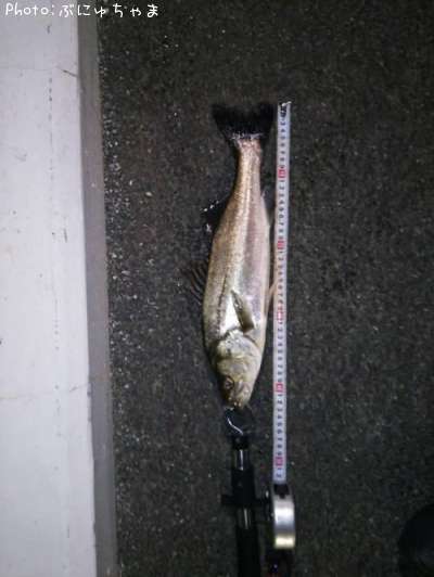 �����Х��ʥ����Х���