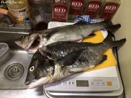 �����Х�������