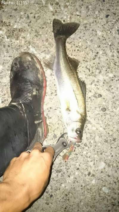 �����Х���������