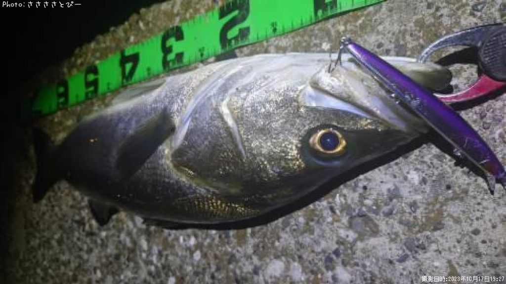 �����Х������ޥ���