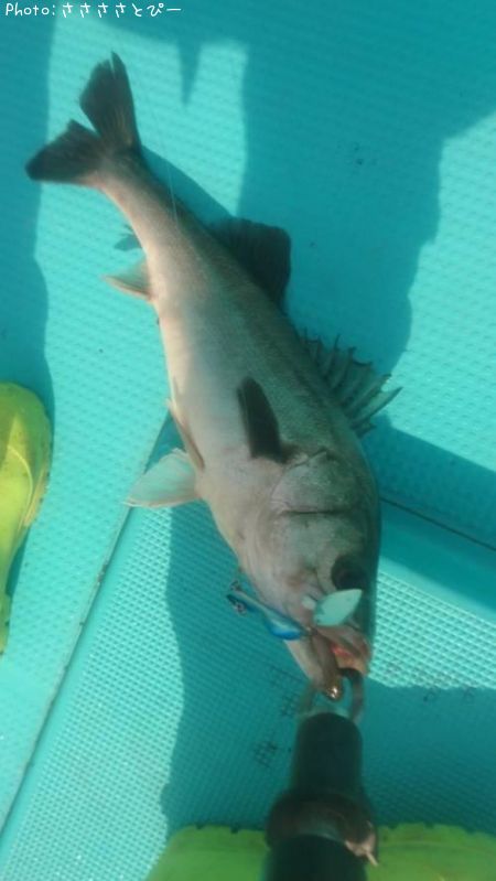 �����Х������祴