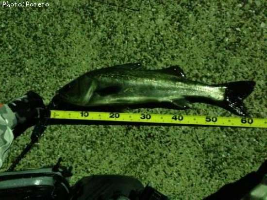 �����Х��ʥ��������饹��