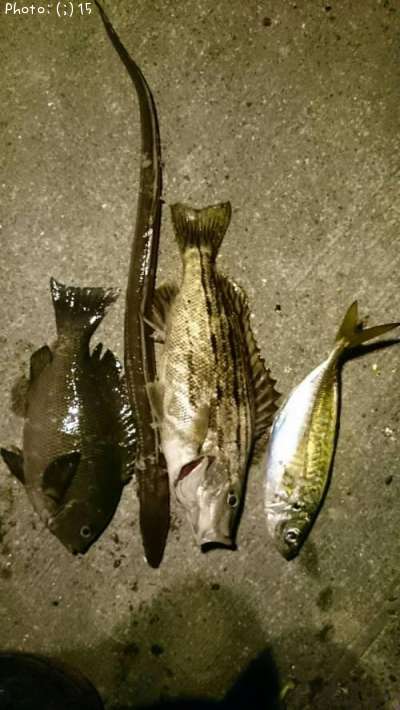 ���ޥ�����������¾