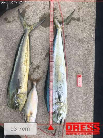 �����顢�ͥ���