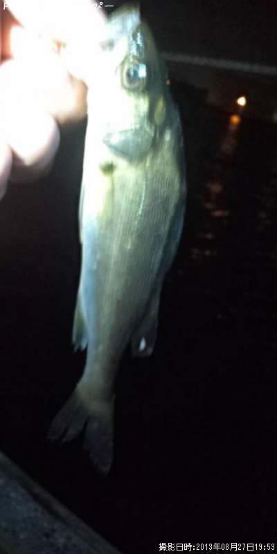 ���������Х�