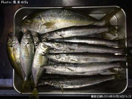 ���祴�����������ޥ�