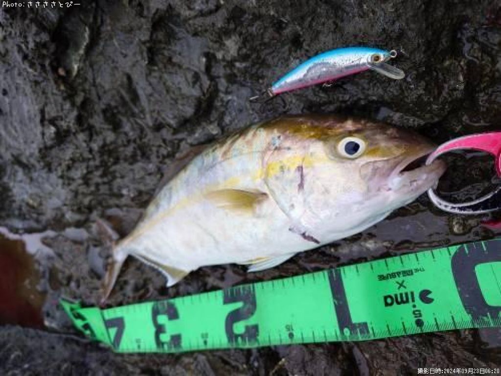 ���祴�����ʥ�