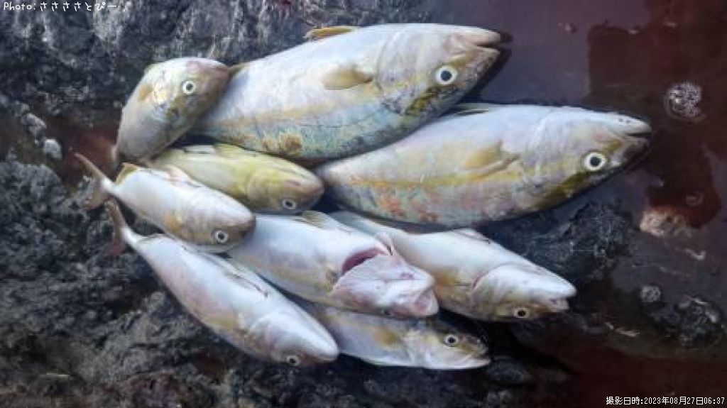 ���祴�����ʥ������ޥ�