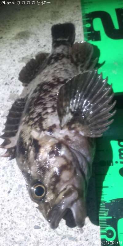 ������̵��