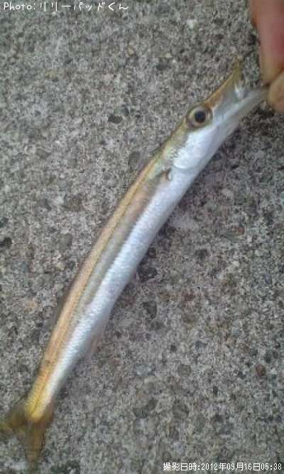 �����å�