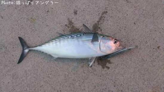 ���ޥ��ĥ�