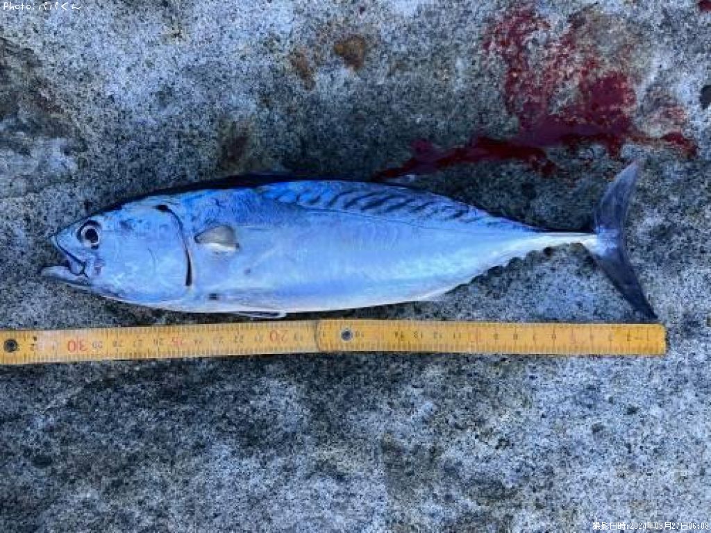 ���ޥ��ĥ�