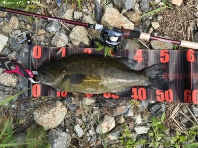 ���⡼��ޥ����Х�