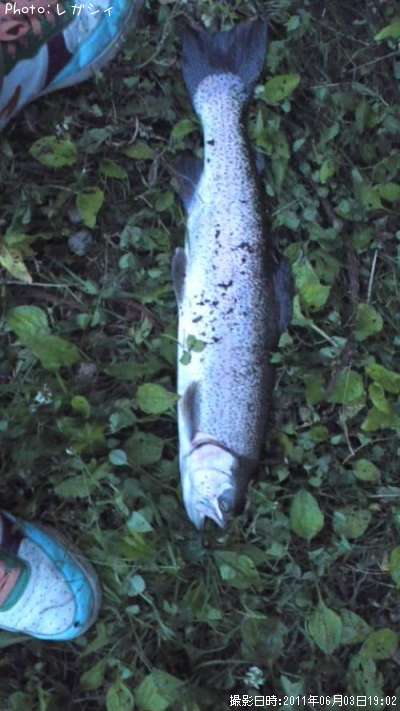 �����ѡ��쥤��ܡ�