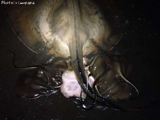 ���ƥ륹�νл�