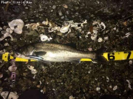 ��Φ������