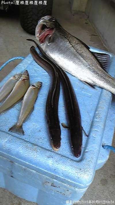 �����������������ʥ�