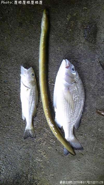 �ʾ��˥������ʾ��˥��������ʾ��˥��ʥ��ʾС�