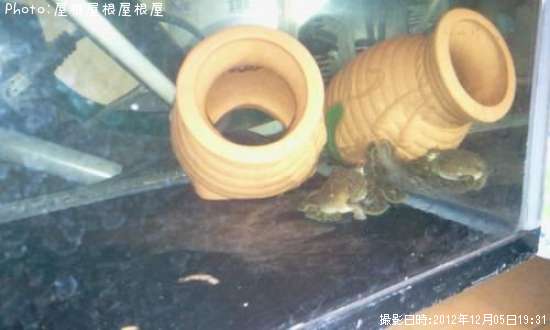 ���������ʾС�˺��Ƥ�