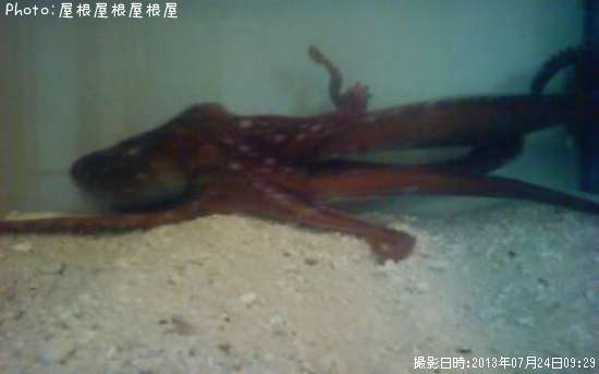 �����Ǥ��ʾС�