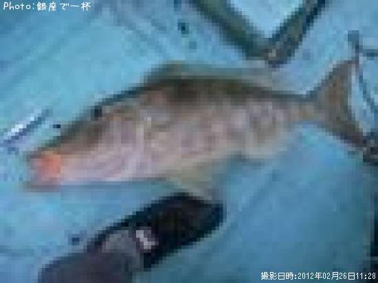 ���ޥ�ʥե��ե�������