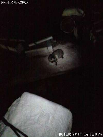 ���̥�����