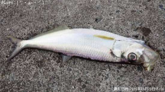 ͭ�������ݥ�