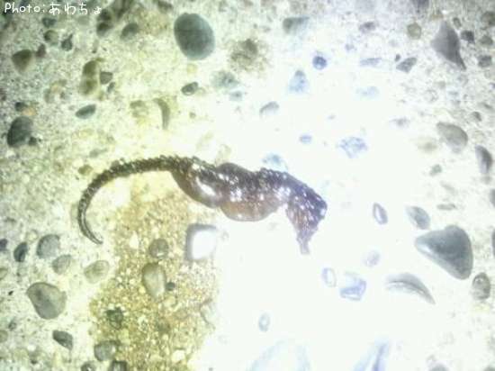 ���ĥΥ��ȥ���