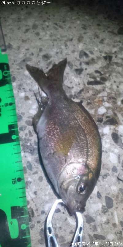 ���Ƶ����ʡġ�