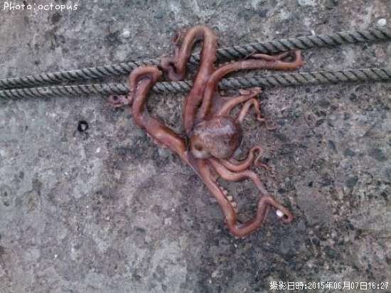 �ƥʥ�����