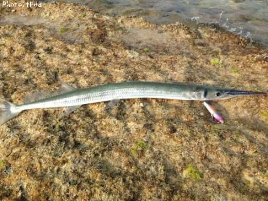 �ƥ󥸥�����