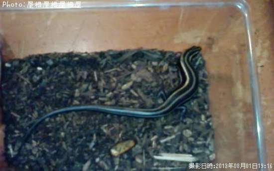 �ȥ����ʾС�