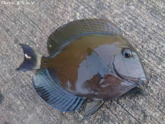 �ȥ����㡼�ڥ����ʥߥϥ���