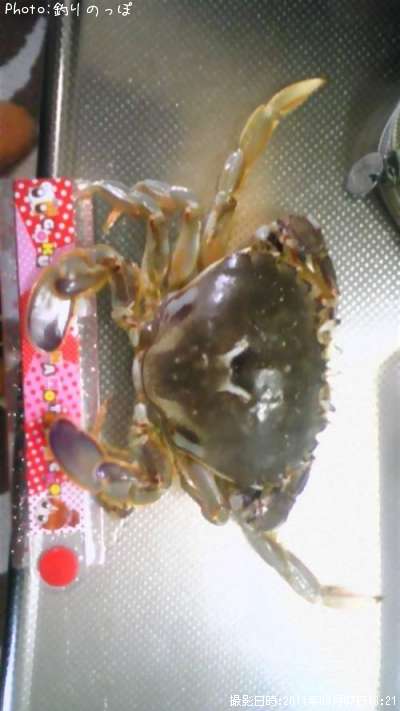 ���ȥ��쥤�ȥۥ�