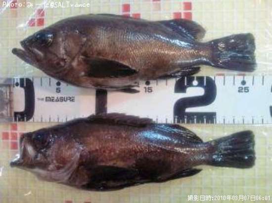 ��������Х�