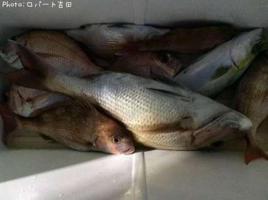 �䣶�����ޥť飱������Ѥ���