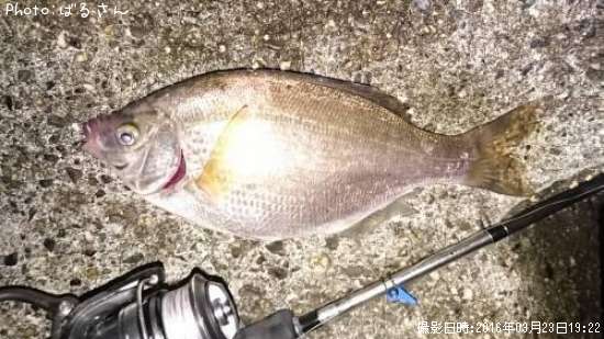 ���ߥ��ʥ�