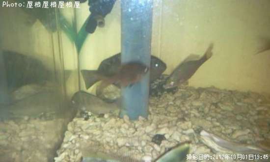 ���ߥ��ʥ����٥�