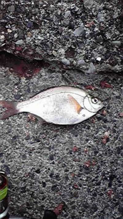 ���ߥ��ʥ����ȥ�������