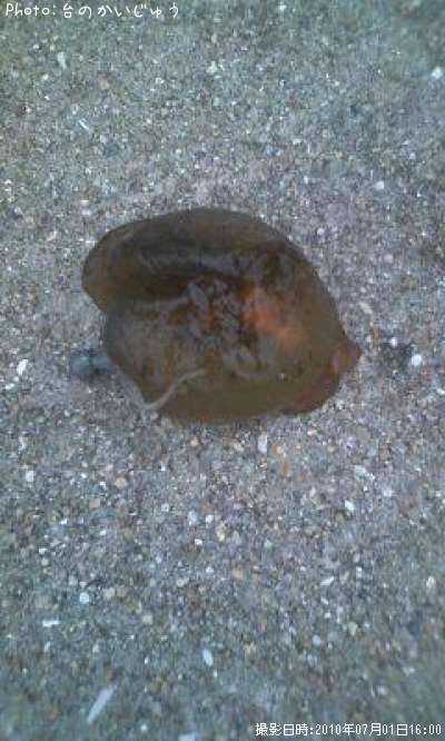 ���ߥ���