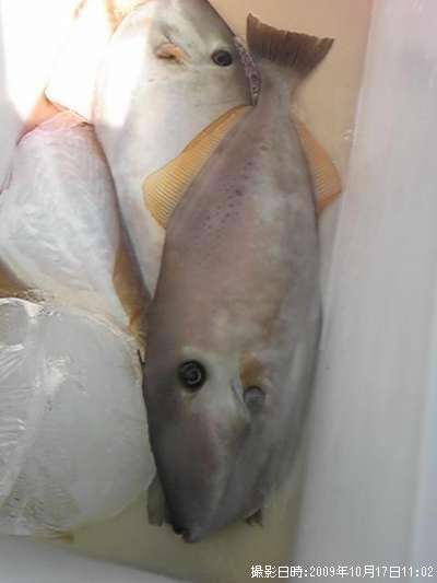 �����Хϥ�